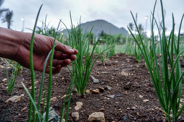 Listrik kini tidak hanya bermanfaat sebagai alat penerangan, tetapi juga dapat meningkatkan produktifitas di bidang pertanian.
