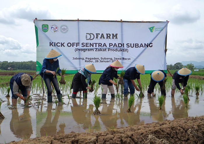 Dompet Dhuafa (DD) gelar kegiatan kick off DD Farm Sentra Padi di Subang.