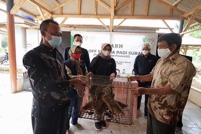 Dompet Dhuafa (DD) gelar kegiatan kick off DD Farm Sentra Padi di Subang.