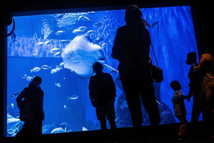 Sejumlah penyelam melakukan atraksi liong bawah air di Jakarta Aquarium & Safari (JAQS), Jakarta, Kamis (27/1/2022).
