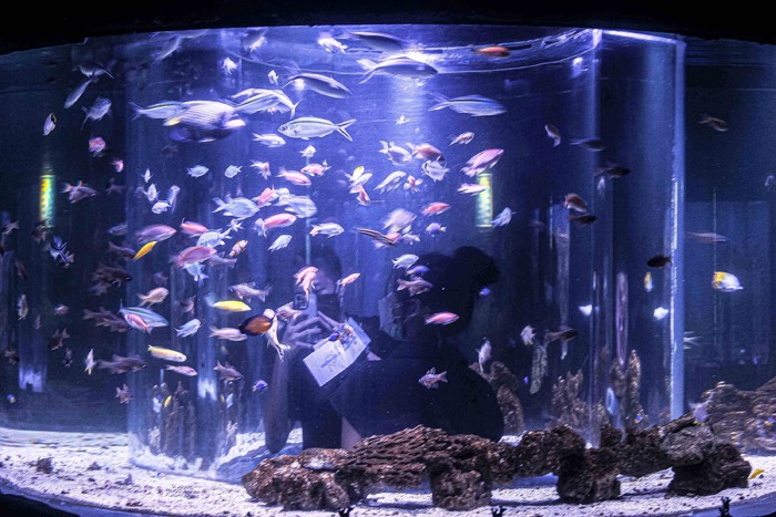 Sejumlah penyelam melakukan atraksi liong bawah air di Jakarta Aquarium & Safari (JAQS), Jakarta, Kamis (27/1/2022).