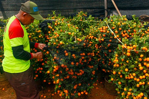 Pekerja saat melakukan perawatan pohon jeruk Kim Kit yang dipercaya membawa keberuntungan menjelang tahun baru Imlek di Meruya, Jakarta Barat, Rabu (26/1/2022).