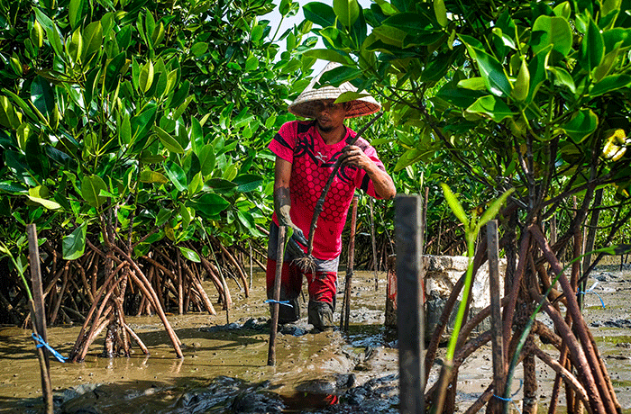 Anggota Basarnas bersama masyarakat nelayan menanam bibit mangrove di kawasan Pantai Untia, Biringkanaya, Makassar, Sulawesi Selatan, Jumat (4/2/2022).