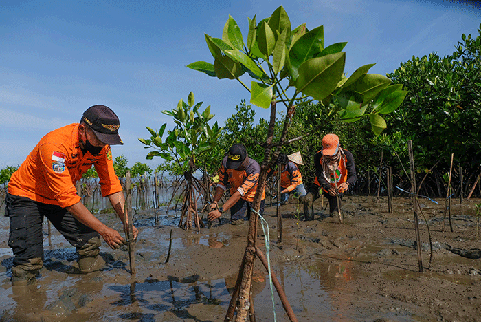 Anggota Basarnas bersama masyarakat nelayan menanam bibit mangrove di kawasan Pantai Untia, Biringkanaya, Makassar, Sulawesi Selatan, Jumat (4/2/2022).