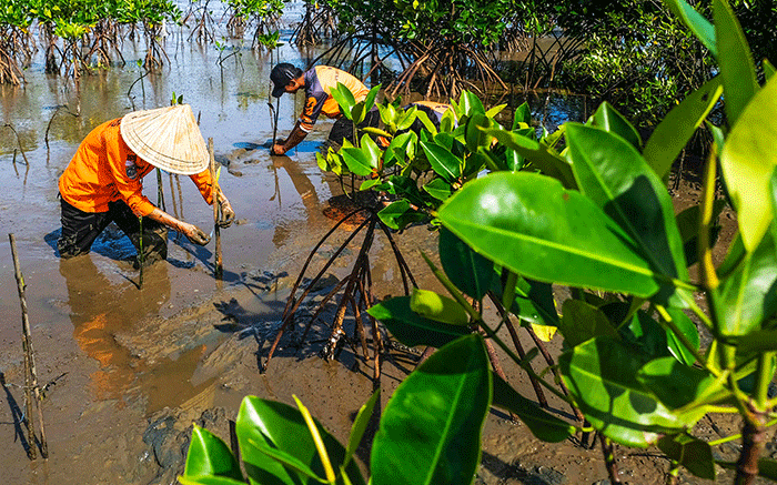 Anggota Basarnas bersama masyarakat nelayan menanam bibit mangrove di kawasan Pantai Untia, Biringkanaya, Makassar, Sulawesi Selatan, Jumat (4/2/2022).