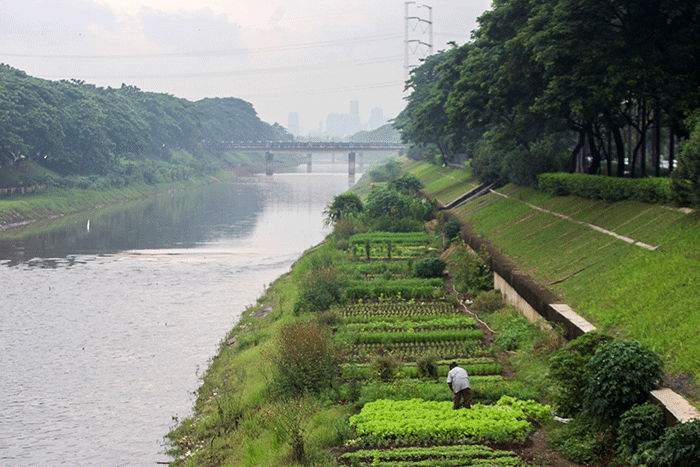 Enin (65) saat mengikat hasil panen daun selada di lahan tidur bantaran Banjir Kanal Timur (BKT), Duren Sawit, Jakarta Timur, Selasa (8/2/2022).