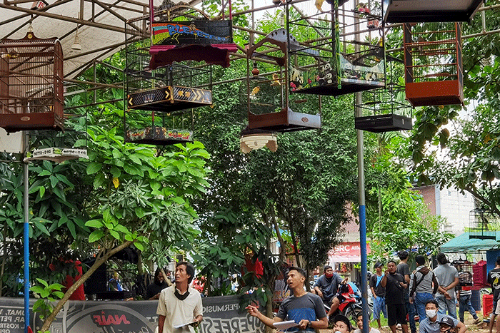 Penggemar burung kicau jenis kenari yang sedang popular mengikuti lomba di Tangerang, Rabu (9/2/2022).