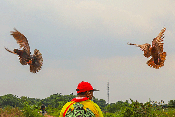 Para penggemar burung merpati sedang berlatih kecepatan dan ketepatan di Lapangan Kembangan, Jakarta Barat, Selasa (15/2/2022).