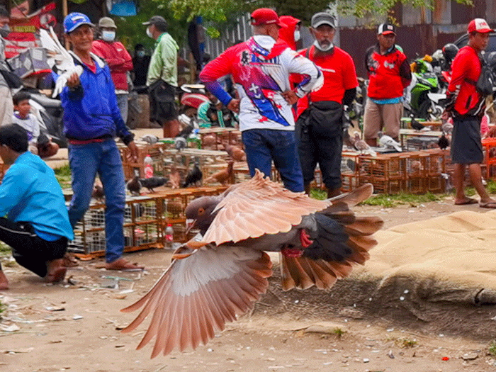 Para penggemar burung merpati sedang berlatih kecepatan dan ketepatan di Lapangan Kembangan, Jakarta Barat, Selasa (15/2/2022).
