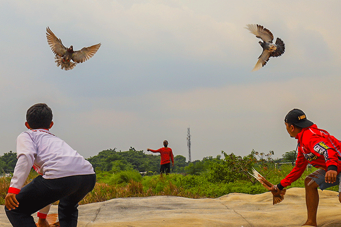 Para penggemar burung merpati sedang berlatih kecepatan dan ketepatan di Lapangan Kembangan, Jakarta Barat, Selasa (15/2/2022).