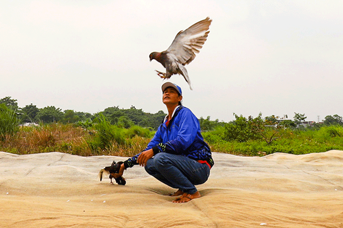 Para penggemar burung merpati sedang berlatih kecepatan dan ketepatan di Lapangan Kembangan, Jakarta Barat, Selasa (15/2/2022).