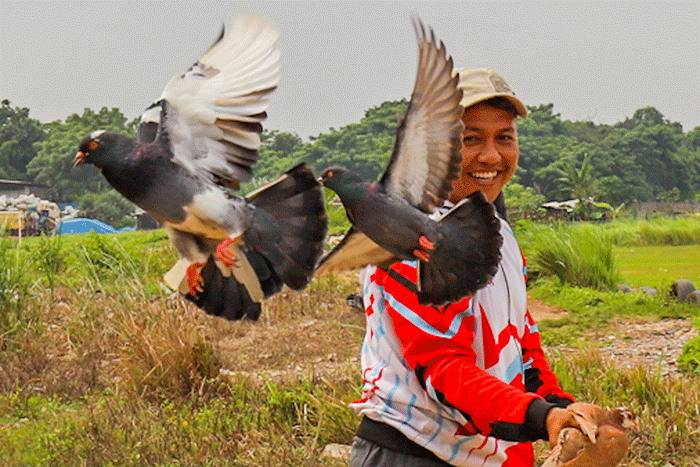 Para penggemar burung merpati sedang berlatih kecepatan dan ketepatan di Lapangan Kembangan, Jakarta Barat, Selasa (15/2/2022).
