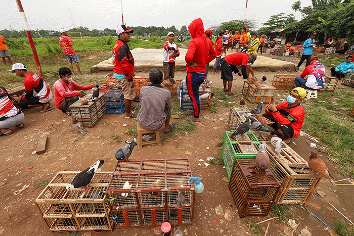 Para penggemar burung merpati sedang berlatih kecepatan dan ketepatan di Lapangan Kembangan, Jakarta Barat, Selasa (15/2/2022).