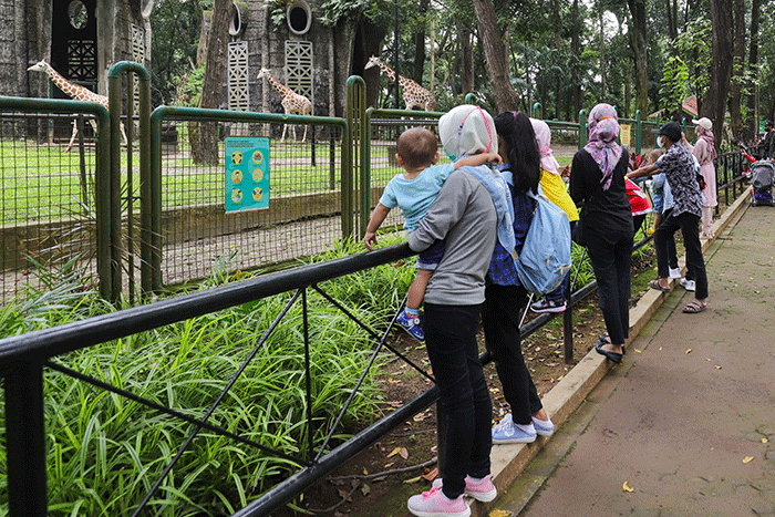 Pengunjung melihat gajah di Taman Marga Satwa Ragunan, Jakarta Selatan, Senin (28/2/2022).