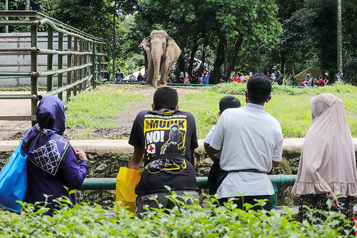 Pengunjung melihat gajah di Taman Marga Satwa Ragunan, Jakarta Selatan, Senin (28/2/2022).