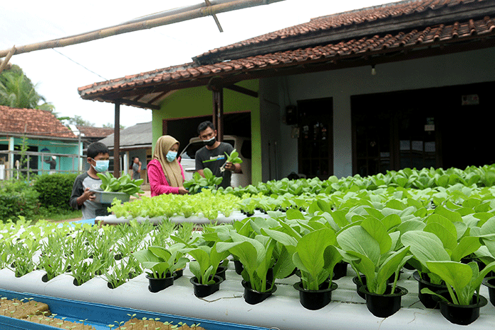 Warga melakukan panen sayuran pakcoy dengan sistem hidroponik di halaman rumahnya di Bojongsari, Depok, Jawa Barat, Senin (7/3/2022).