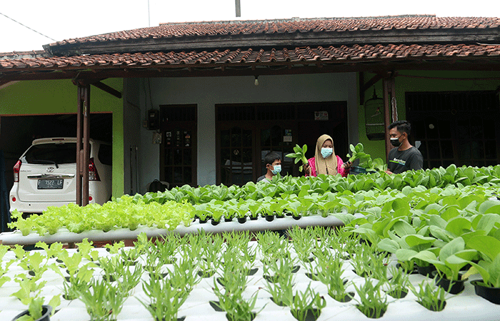 Warga melakukan panen sayuran pakcoy dengan sistem hidroponik di halaman rumahnya di Bojongsari, Depok, Jawa Barat, Senin (7/3/2022).