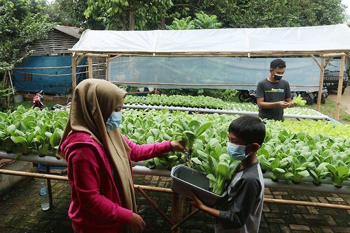 Warga melakukan panen sayuran pakcoy dengan sistem hidroponik di halaman rumahnya di Bojongsari, Depok, Jawa Barat, Senin (7/3/2022).