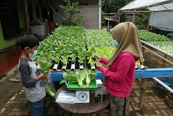Warga melakukan panen sayuran pakcoy dengan sistem hidroponik di halaman rumahnya di Bojongsari, Depok, Jawa Barat, Senin (7/3/2022).