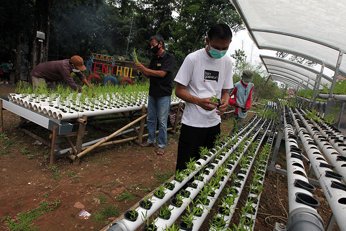 Warga melakukan budidaya tanaman hidroponik di Taman Brenthol, Kampung Berseri Astra, Kecamatan Sumberjaya, Kabupaten Majalengka.