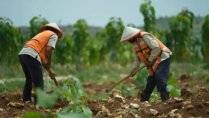 Penanaman pohon jati oleh petani green belt di lahan pascatambang batu kapur Pabrik Tuban, Jawa Timur.