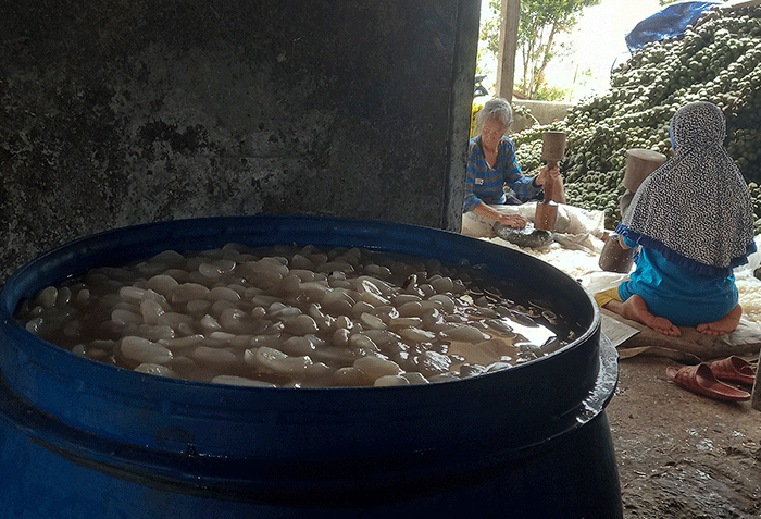 Aktivitas perajin dalam proses pembuatan kolang-kaling di Kampung Kokolaka (Kampung Olahan Kolang-kaling) Jatirejo, Gunungpati, Kota Semarang.