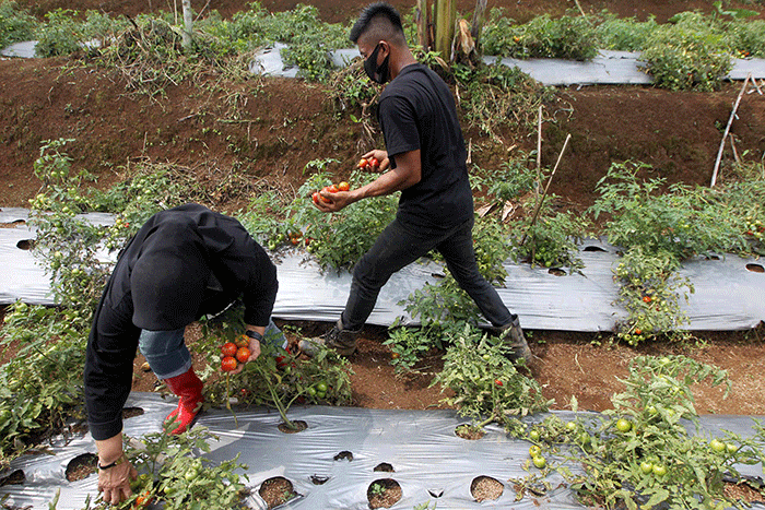 Pengelola Hutan Organik Megamendung Yuhan Subrata dan Perintis Hutan Organik Megamendung Rosita Istiawan saat menanam tanaman keras di kawasan Hutan Organik.