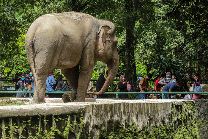 Pengunjung melihat Jerapah di Taman Margasatwa Ragunan, Jakarta Selatan, Selasa (3/5/2022).