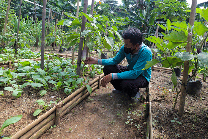 Anggota Kelompok Tani saat merawat tanaman di Susia Garden, Kalibata, Jakarta Selatan, Jumat (13/5/2022).
