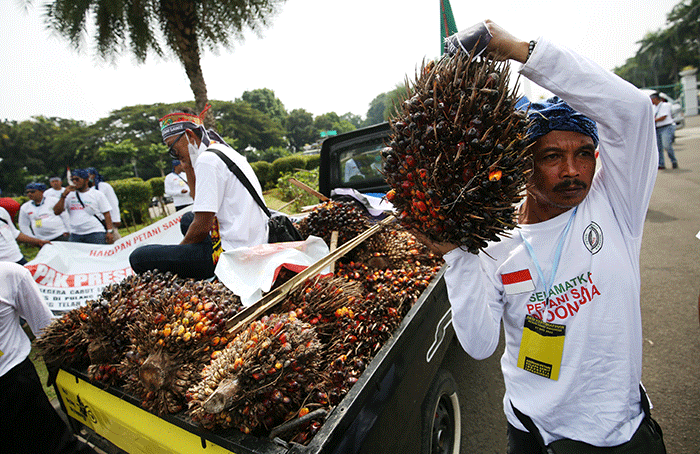 Sejumlah pengunjukrasa yang tergabung dalam Asosiasi Petani Kelapa Sawit Indonesia (Apkasindo) memperlihatkan buah sawit saat berunjuk rasa.
