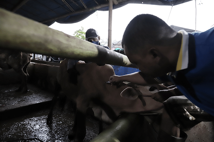 Peternak menyemprotkan cairan disinfektan di peternakan Tasbih Farm kawasan Lubang Buaya, Jakarta Timur, Kamis (19/5/2022).