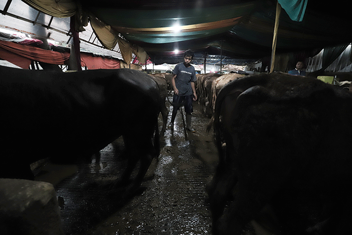 Peternak melakukan perawatan hewan ternak di peternakan Tasbih Farm kawasan Lubang Buaya, Jakarta Timur, Kamis (19/5/2022).