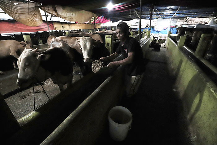 Peternak melakukan perawatan hewan ternak di peternakan Tasbih Farm kawasan Lubang Buaya, Jakarta Timur, Kamis (19/5/2022).