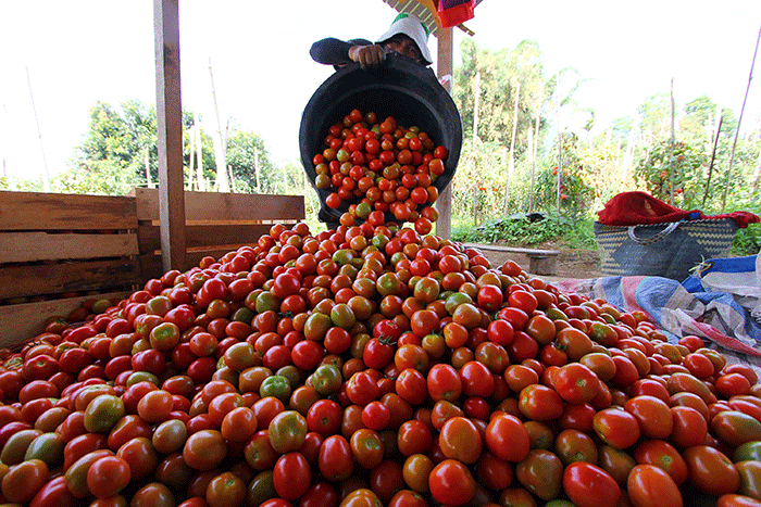 Petani memanen tomat Servo di Salimpaung, Kecamatan Salimpaung, Kabupaten Tanah Datar, Sumatera Barat, Kamis (19/5/2022).