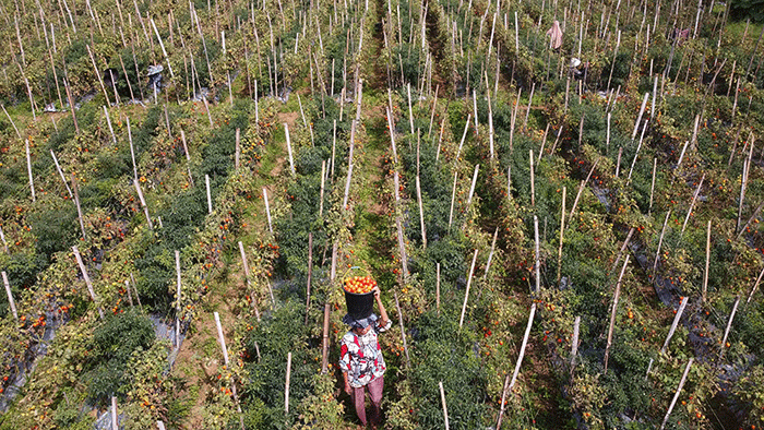 Petani memanen tomat Servo di Salimpaung, Kecamatan Salimpaung, Kabupaten Tanah Datar, Sumatera Barat, Kamis (19/5/2022).