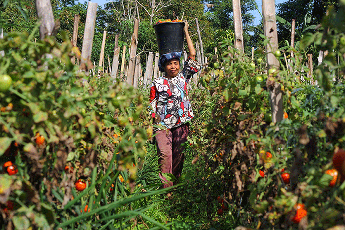 Petani memanen tomat Servo di Salimpaung, Kecamatan Salimpaung, Kabupaten Tanah Datar, Sumatera Barat, Kamis (19/5/2022).