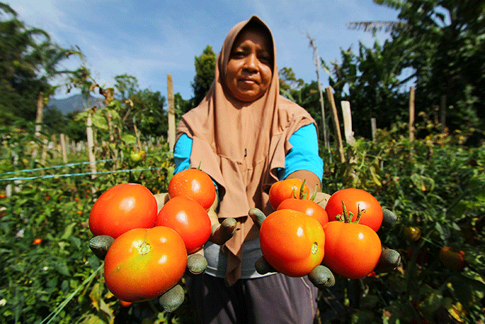 Petani memanen tomat Servo di Salimpaung, Kecamatan Salimpaung, Kabupaten Tanah Datar, Sumatera Barat, Kamis (19/5/2022).
