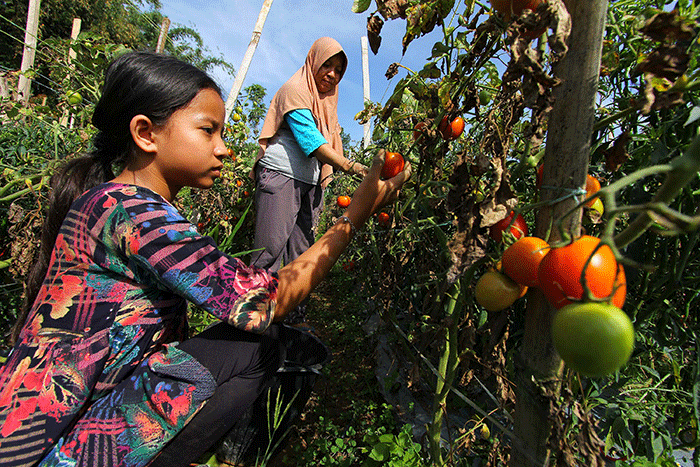 Petani memanen tomat Servo di Salimpaung, Kecamatan Salimpaung, Kabupaten Tanah Datar, Sumatera Barat, Kamis (19/5/2022).