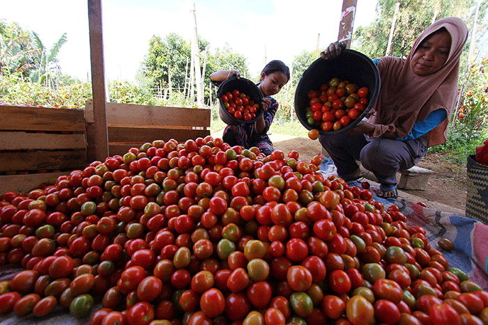 Petani memanen tomat Servo di Salimpaung, Kecamatan Salimpaung, Kabupaten Tanah Datar, Sumatera Barat, Kamis (19/5/2022).
