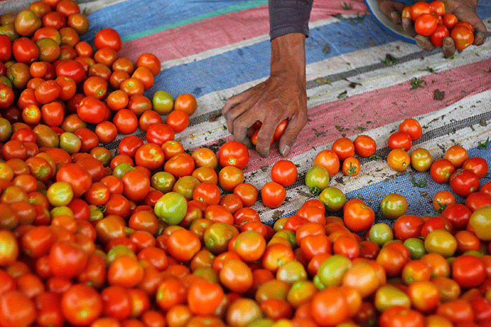 Petani memanen tomat Servo di Salimpaung, Kecamatan Salimpaung, Kabupaten Tanah Datar, Sumatera Barat, Kamis (19/5/2022).