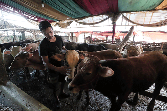 Peternak melakukan perawatan hewan ternak di Peternakan Tasbih Farm kawasan Lubang Buaya, Jakarta Timur, Senin (23/5/2022).