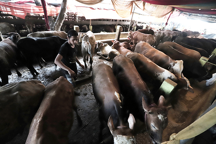 Peternak melakukan perawatan hewan ternak di Peternakan Tasbih Farm kawasan Lubang Buaya, Jakarta Timur, Senin (23/5/2022).
