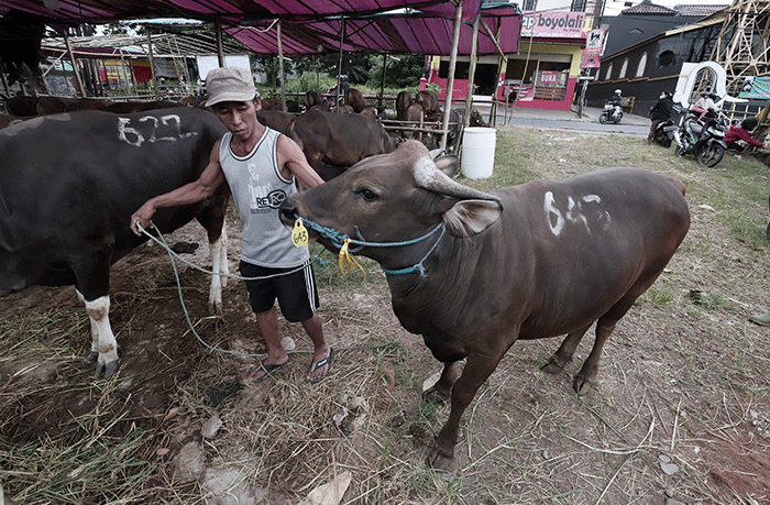 Peternak memberikan pakan hewan ternaknya di lapak penjualan hewan kurban di Jalan Kodau, Kota Bekasi, Jawa Barat, Rabu (25/5/2022).