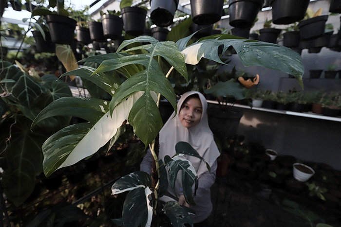 Penjual merawat tanaman hias di toko bunga Plantisme kawasan Halim Perdanakusuma, Jakarta Timur, Senin (30/5/2022).
