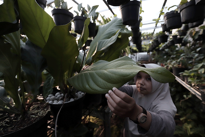 Penjual merawat tanaman hias di toko bunga Plantisme kawasan Halim Perdanakusuma, Jakarta Timur, Senin (30/5/2022).