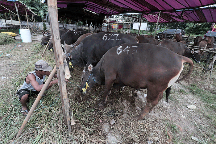 Peternak merawat hewan ternak di salah satu lapak penjualan hewan kurban di kawasan Kota Bekasi, Jawa Barat, Selasa (31/5/2022).