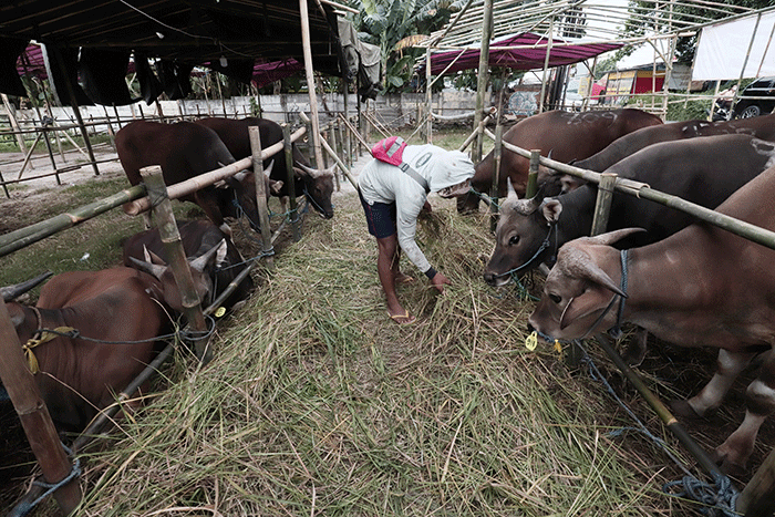 Peternak merawat hewan ternak di salah satu lapak penjualan hewan kurban di kawasan Kota Bekasi, Jawa Barat, Selasa (31/5/2022).