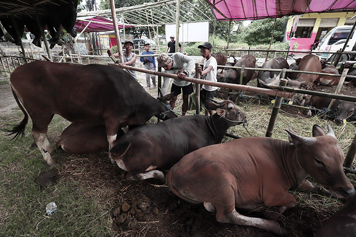 Peternak merawat hewan ternak di salah satu lapak penjualan hewan kurban di kawasan Kota Bekasi, Jawa Barat, Selasa (31/5/2022).