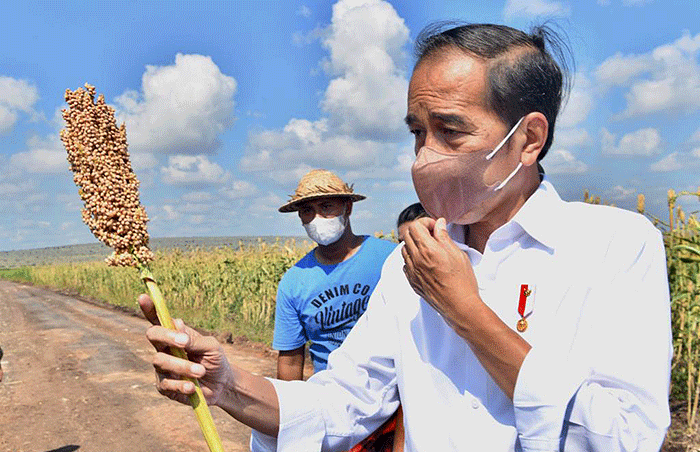 Presiden Jokowi saat meninjau Panen Sorgum di Sumba, NTT, Kamis (2/6/2022).