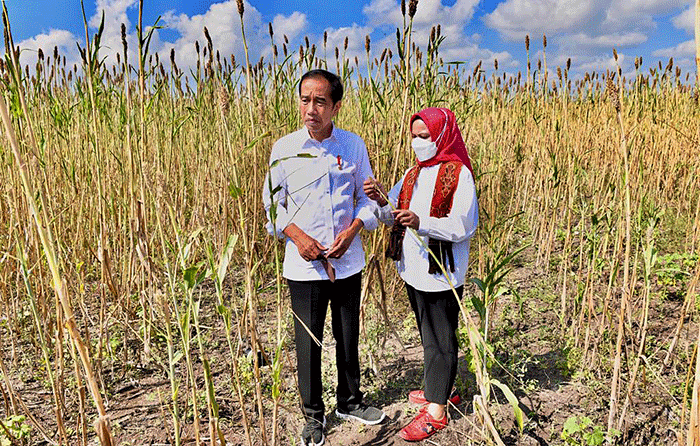 Presiden Jokowi saat meninjau Panen Sorgum di Sumba, NTT, Kamis (2/6/2022).